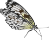Top View Of A Butterfly Clip Art